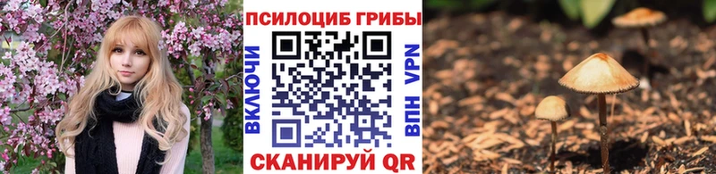 Купить где  Брюховецкая  Галлюциногенные грибы Cubensis 